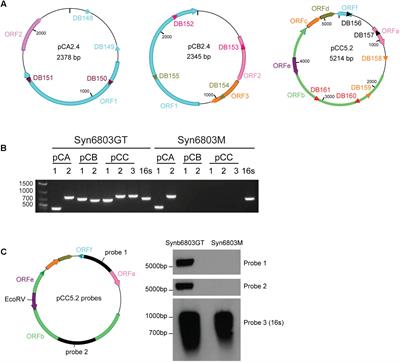 Construction of a Shuttle Vector Using an Endogenous Plasmid From the Cyanobacterium Synechocystis sp. PCC6803
